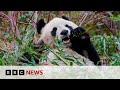 Edinburgh Zoo’s giant pandas prepare to return to China | BBC News