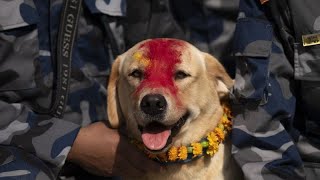 No Comment: Nepals Hunde werden beim Kukur Puja Festival geehrt