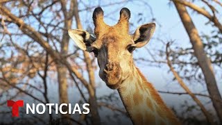 Buscan incluir a las jirafas entre las especies en peligro de extinción | Noticias Telemundo