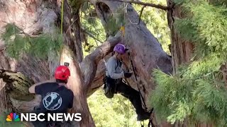 Forest Service, environmentalists fight over how to save sequoias from wildfire