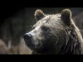 No comment : deux ours survivent à l'incendie tragique d'un zoo en Crimée
