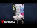 Piel de oso polar era comercializada en Cali, Colombia | Telemundo Noticias
