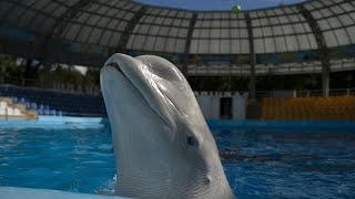 Trotz Krieg in der Ukraine: Delfinarium in Odessa bleibt geöffnet