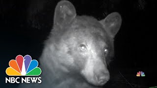Black bear snaps hundreds of selfies using motion-sensor camera
