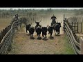 Caractères de Camargue • FRANCE 24