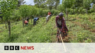 Sri Lanka no longer a bankrupt nation, president says  - BBC News