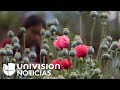 CORN - Camuflada entre plantaciones de maíz, así cultivan la amapola (base del opio) en México