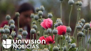 CORN Camuflada entre plantaciones de maíz, así cultivan la amapola (base del opio) en México