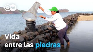 Moluscos bivalvos de la costa pacífica de Honduras