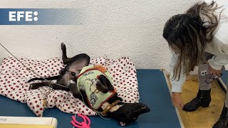 Las mascotas rescatadas de las inundaciones en Brasil aguardan un nuevo hogar