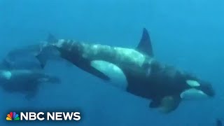 WHALE Why are killer whale attacks on the rise? Scientists set sail to find out