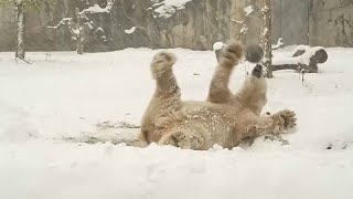 No Comment: Tiere im Brookfield Zoo genießen den ersten Schnee