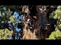 NO COMMENT: Bilan de santé d'un séquoia géant menacé par le dendroctone du pin ponderosa