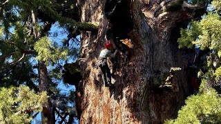 NO COMMENT: Bilan de santé d&#39;un séquoia géant menacé par le dendroctone du pin ponderosa