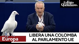 Eurodeputato libera colomba nel Parlamento Ue come “messaggio di pace”. Imbarazzo in Aula