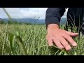 En Géorgie, les agriculteurs s'inquètent d'avoir un excédent de blé, impossible à vendre