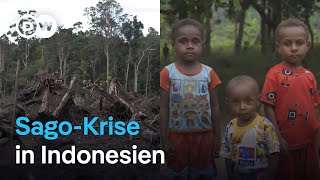 Indonesien: Schrumpfende Wälder, wachsender Hunger | DW Reporter