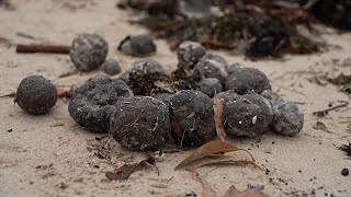 NO COMMENT: Una misteriosa contaminación por bolas negras en Sídney