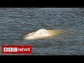 BELUGA - Lost beluga whale stuck in France river given ‘vitamin cocktail’ – BBC News