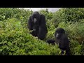 MONTANA N - Buena nueva para el reino animal: crece la población de gorilas de montaña de Ruanda