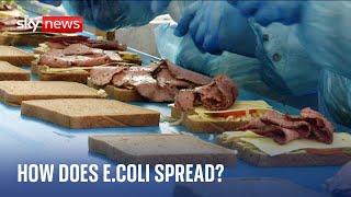 What is E.coli and how does it spread?
