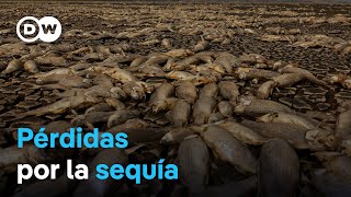 La crisis hídrica en el norte de México amenaza la agricultura y ganadería