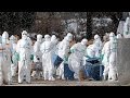 ORDINA - Influenza aviaria: la Francia ordina l'abbattimento di 800mila volatili