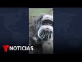 EMPERADOR - Encuentran a los monos tití emperador robados del zoológico de Dallas #Shorts | Noticias Telemundo