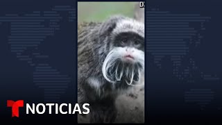 EMPERADOR Encuentran a los monos tití emperador robados del zoológico de Dallas #Shorts | Noticias Telemundo