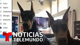 MASCO CORP. Famosos derriten las redes sociales con tiernas fotos de sus perros en el Día del Amor por las Masco