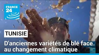 WHEAT Tunisie : un agriculteur expérimente d&#39;anciennes variétés de blé face au changement climatique