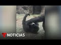 Bebé gorila jugando con su madre conquista las redes | Noticias Telemundo
