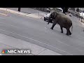 MONTANA N - Elephant escapes circus, wanders streets of Montana