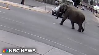 MONTANA N Elephant escapes circus, wanders streets of Montana