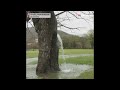 Wasser sprudelt aus 150 Jahre alten Maulbeerbaum