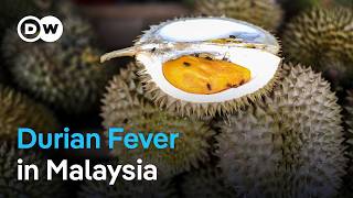 Durian: A spiky delicacy sees explosive sales boost from China | DW News