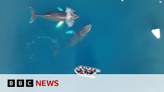 How Antarctic whales are helping us understand more about climate change | BBC News