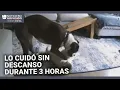 Mira cómo un perro bóxer salva la vida de un bulldog francés que sufría un ataque de epilepsia