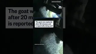 GOAT Highway goat chase caught on bodycam