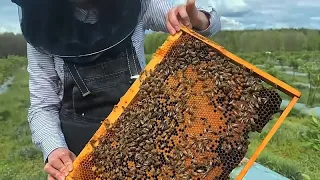 HONEY Is honey beekeeping doing more harm than good?