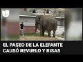 El momento en que una elefante se escapa de un circo y pasea por las calles de Montana