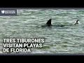 Alerta por presencia de tiburones en playas de Florida: tres quedaron captados en video