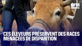 Ces éleveurs préservent des races menacées  de disparition