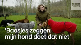 Schotse hooglanders doodgebeten