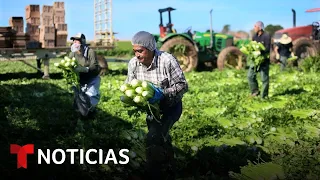 Trabajadores indocumentados del campo están decepcionados por la falta de amnistía del Gobierno