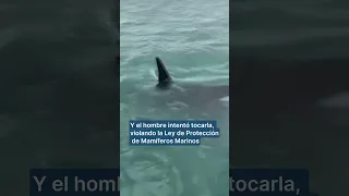 ORCA Multan a un hombre por saltar contra una orca desde un barco en Nueva Zelanda