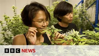 Thailand&#39;s &#39;weed wild west&#39; faces new rules as smuggling to UK rises | BBC News