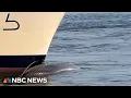 Video shows dead whale on the bow of a cruise ship docking at New York City