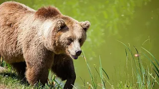 Il Giappone intensifica le misure di sicurezza contro gli attacchi degli orsi