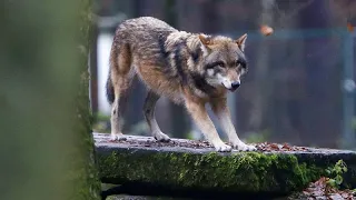 L&#39;UE votre en faveur de la rétrogradation du statut de protection des loups